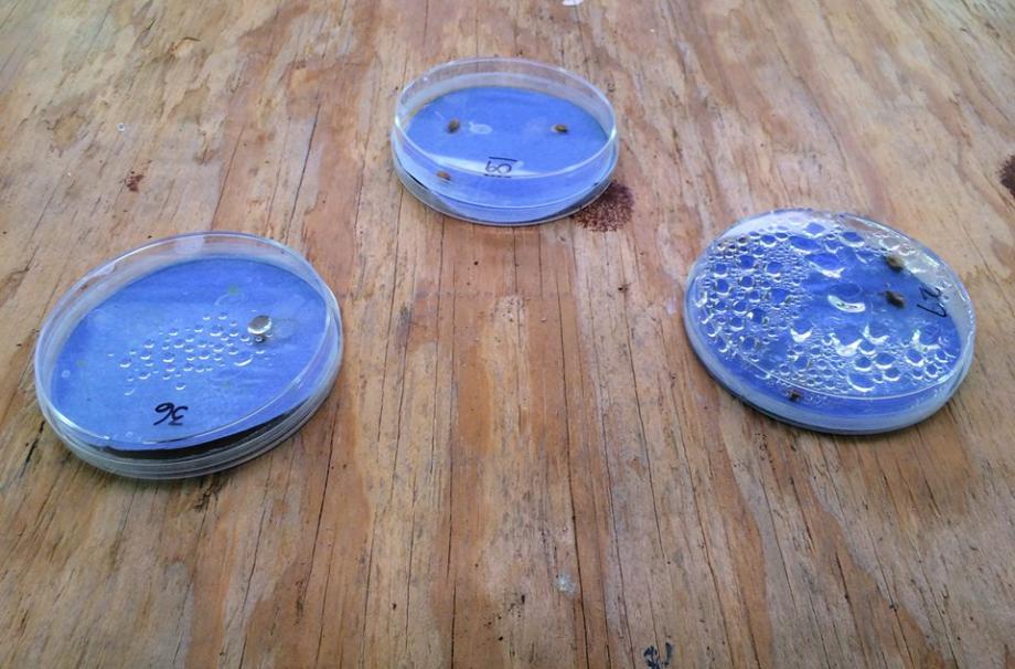 a photo of three petri dishes with dead material in them. The result of a failed experiment.