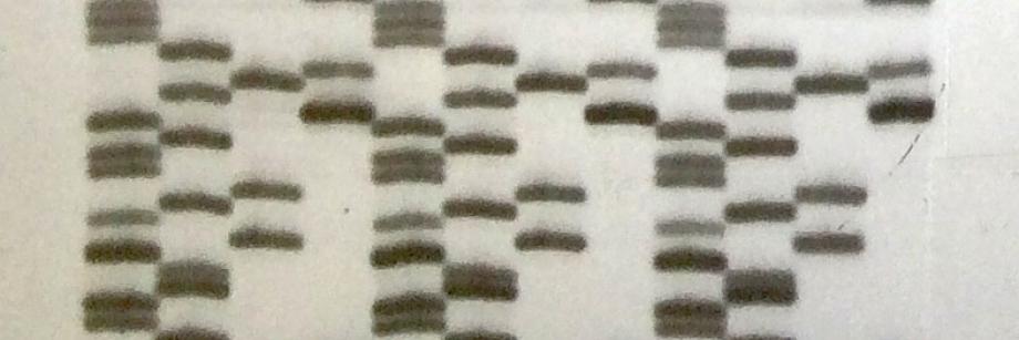 Sanger sequencing autoradiogram